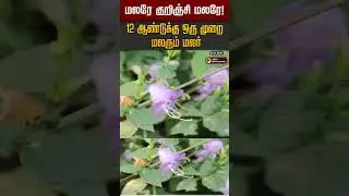 மலரே குறிஞ்சி மலரே!  12 ஆண்டுக்கு ஒரு முறை மலரும் மலர் #shorts