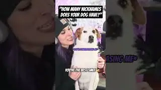 I love this little creature so much #funnyshort #dogshorts #dogsofyoutube #funnystreamclips