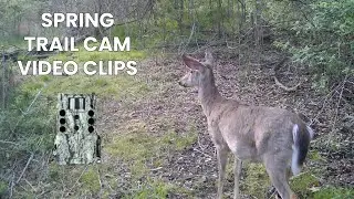 SPRING TRAIL CAM CLIPS