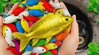 Catch Beautiful Aquarium Fish in Small Pond, Baby Turtles, Pencil Fish, Ornamental Catfish, Goldfish