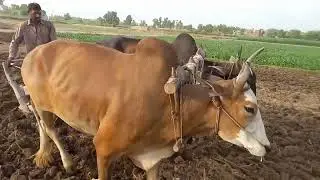 A man ploughing a field using bull power || Traditional punjabi culture || Farmer dreams || bullock