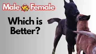 Male vs Female Belgian Malinois: 9 Key Differences You Should Know