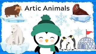 Guess the Artic Animals for kids ?  Wild Animals Pictures and Videos for Toddlers and Preschoolers