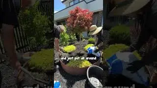 The Foolproof Guide to Planting Your Trees Perfectly.
