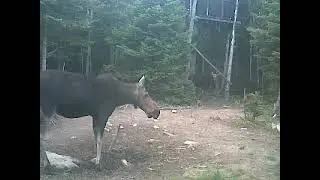 PICT0265 moose hunting NEW  brunswick Canada