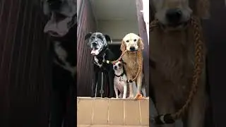 TOP BEST Dog Trainer In Cape Town, Western Cape