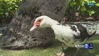 State health department confirms avian flu in North Shore wild duck
