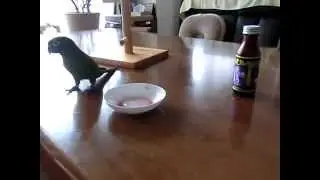 Bully Bird Steals Bowl