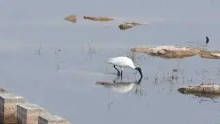 Black-headed Ibis | Threskiornis melanocephalus | Indian Bird Videos #11