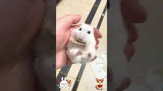 This tiny hamster's food obsession will melt your heart! 🧀#HamsterEating #CuteAnimals #funnyanimals