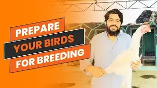 Bird Breeding Basics: Essential Tips to Prepare Your Birds for Successful Breeding