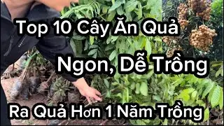 Top 10 Cây Ăn Quả Ngon Miền Bắc, Dễ Trồng Không Kén Đất, Ra Quả Chỉ Hơn 1 Năm Trồng