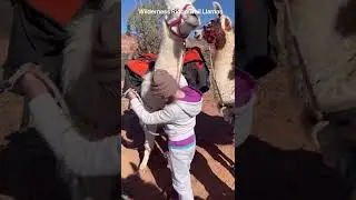 Llama hikes! With Wilderness Ridge Trail Llamas @ Capitol Reef National Park