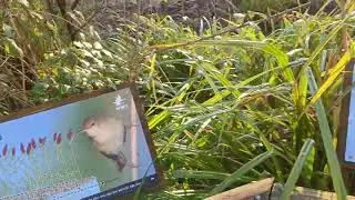 Interpretation of how a reedbed filter (for water treatment in a nature reserve) works.