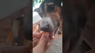 Buddy ignoring  medicines 💊. #funny #trending #streetdog