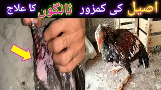 Aseel Weak Legs Treatment|Kamzor Tango ka ilaj| Aseel leg problem by Bj Aseels|Aseel Leg weakness