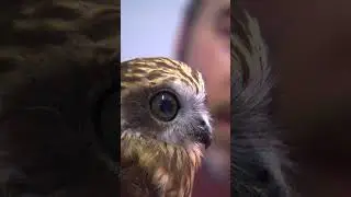 Owl&rsquo;s Parasites Attack Vet During Health Check 🦉 #shorts #owl #vet