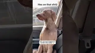 This dog is soooo F'N tired 😫 #dogs #sleep #funny #crazy #hilarious