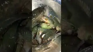 আজকের মাছ 🐟🐟🐟#trending #video #shorts #fishing #viral #fish #ytshorts #shortvideo #pinkisrecipe