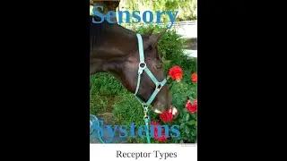 Sensory Perception - Receptor Types