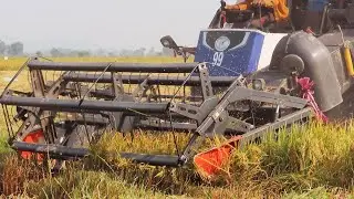 Excellent Activities Combine Harvester Cutting Rice | Safety Operator Harvester Skills