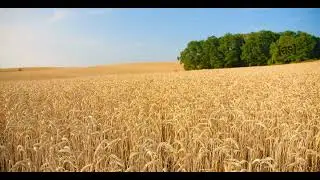 Adult Swim Bump: Shot of an Endless Wheat Field with the Blue Sky (FANMADE)