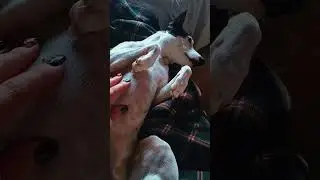 aqu&iacute; os dejo un v&iacute;deo de mi hermana peque&ntilde;a ❤️🐕 #amor #animal #dog #bodeguero