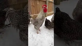 First snow and the rooster is not impressed  #shorts #chickens