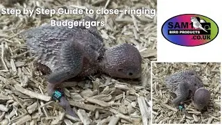 How to ring a chick&hellip; Budgerigars by SAM1