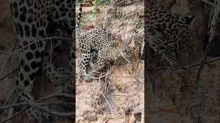 El poder del jaguar cazando 🐆