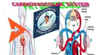 Introduction of human cardiovascular system 🫀 