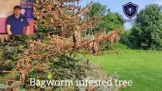 Bagworm Treatment and Biology: what's killing my pine tree?