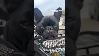 you NEED a dog stroller!! 👀 #dogs #shorts