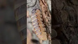 Jelly Bean Isopod #animalfacts #nature #wildlife #isopods #pillbug #bugs #crustacean #jellybean