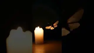 The moth mistook fire for the moon