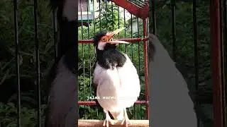 Jalak Uren Gacor Jalak Suren Full Isian
