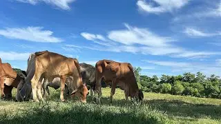 Relaxing Cow Eating Grass | Calming Nature Sounds