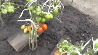 Tomato variety QUEEN OF THE FIELDS