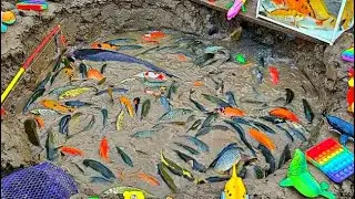 Amazing Catching Goldfish, Koi Fish, Ornamental Fish, Frogs or American Turtle | Made for#fish, 173