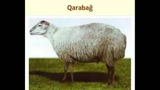 Azərbaycanda qoyun cinsləri:Qarabağ qoyun cinsi..🐑🐏