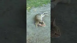#cat #animalmeow #catmeow #meao 🐈&zwj;⬛🐈🐈🐈😸😺😻