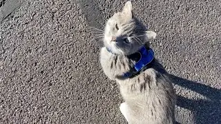 The Feline Purrspective: Helping you and your cat be the best of friends