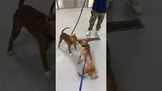 Alana and Snoopie meet