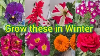 10 Best Winter Flowering Plants to Grow in Winter | Easy Plant for Home Garden