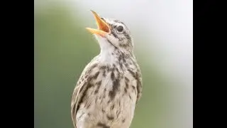 How to Identify Bird Sounds - 20 Birds of Kenya