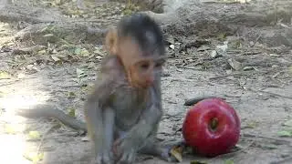 Eat Apple?