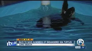 Race to save hundreds of endangered sea turtles