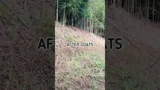 BEFORE/AFTER Brush Goats Clear This Hillside // GOAT Rental // Goat Life // Land Clearing