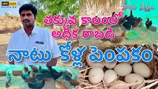నాటు కోళ్ల పెంపకం | Country Chicken Farm | Natukolla Pempakam | Raising Chicken | Sagu Nestham |