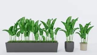 Banana 3d plant modeling